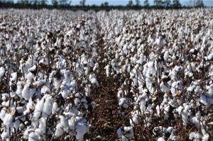 Cotton growing in the field