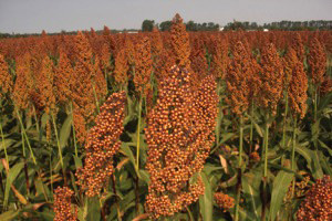 Grain Sorghum growing in the field