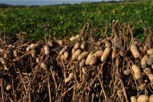 Fresh peanuts growing in the field