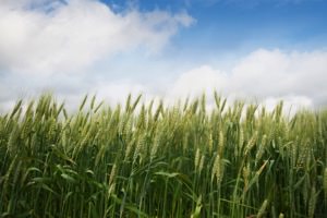 Fresh wheat growing in the field