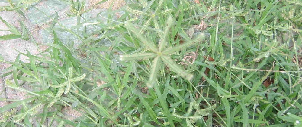 Crowfootgrass