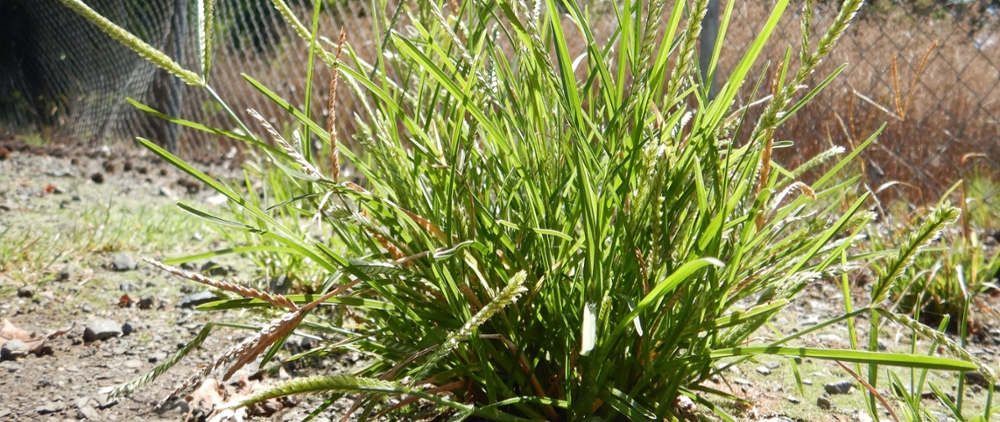 Goosegrass