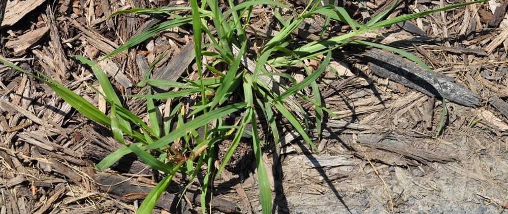 Large crabgrass