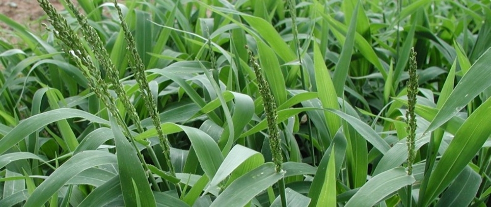 Texas panicum