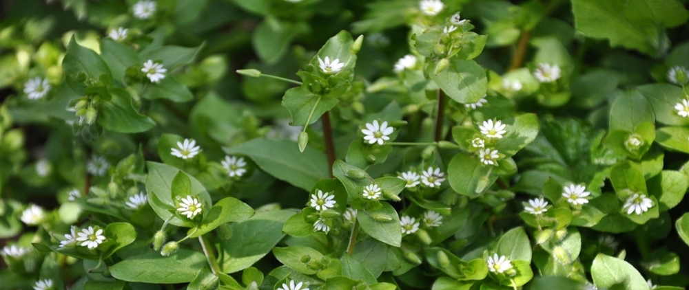 Common chickweed