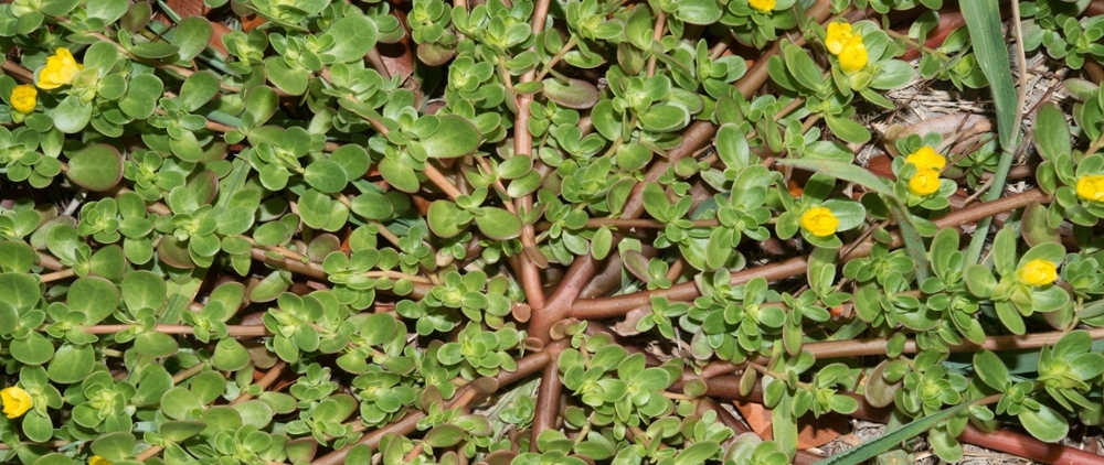 Common purslane