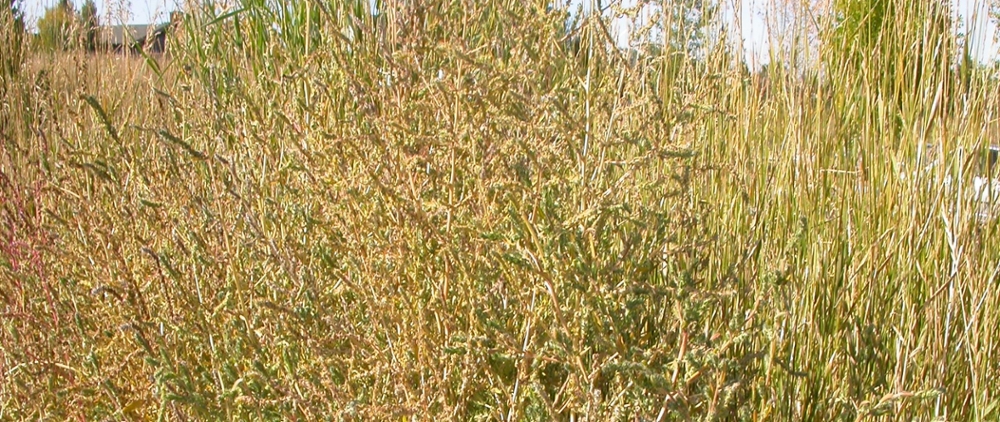 Kochia