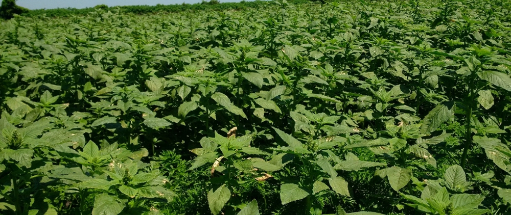 Palmer amaranth