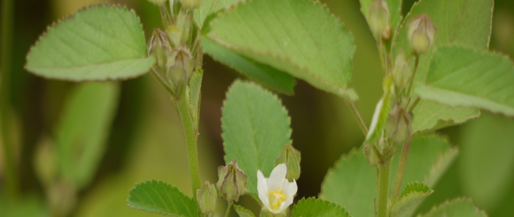 Prickly sida