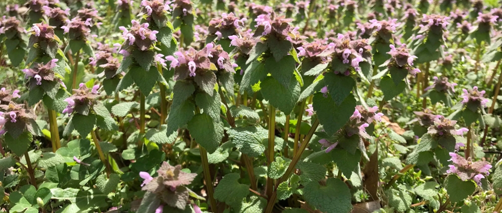 Purple deadnettle