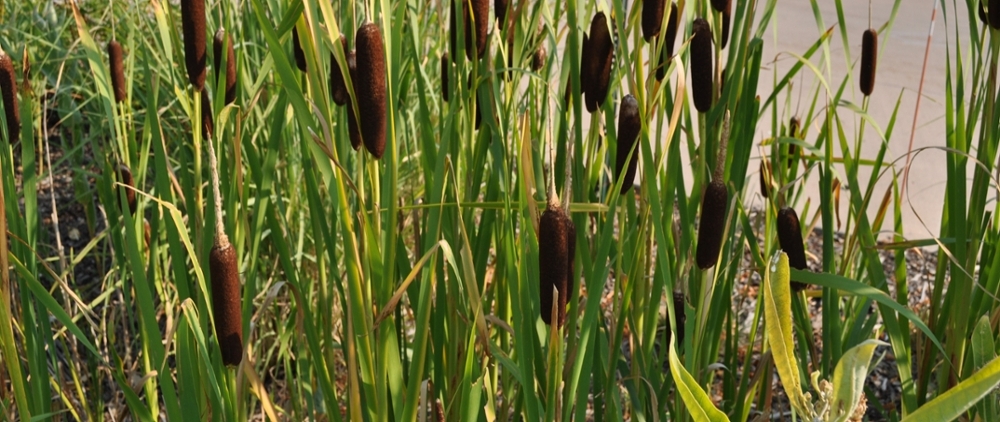 Broadleaf cattail