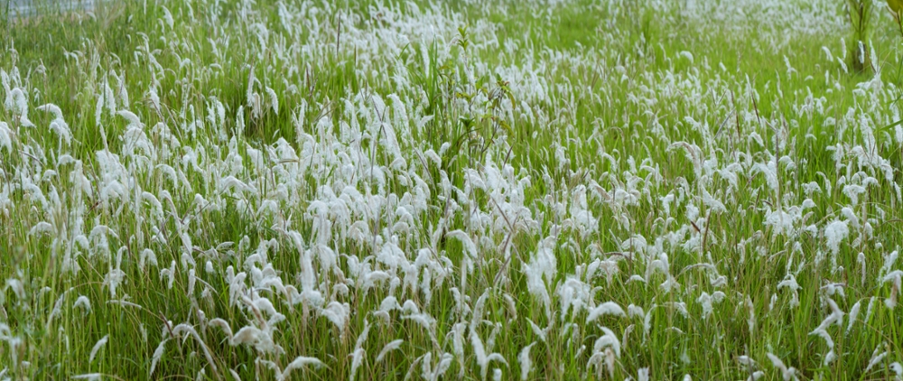 Cogongrass