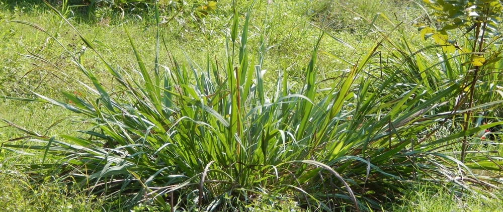 Eastern gamamgrass