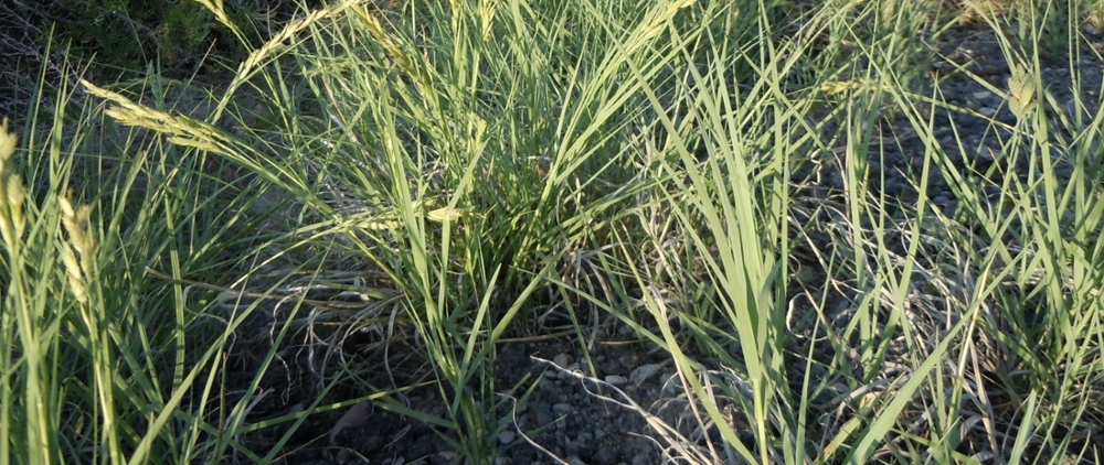 Saltgrass