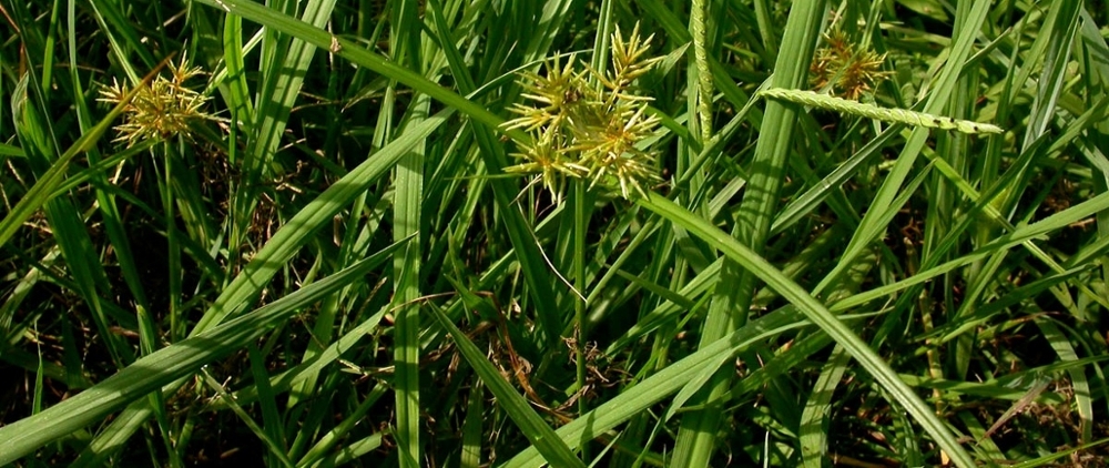 False nutsedge