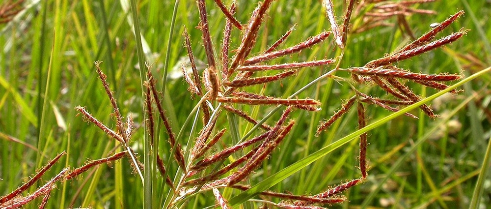 Purple nutsedge