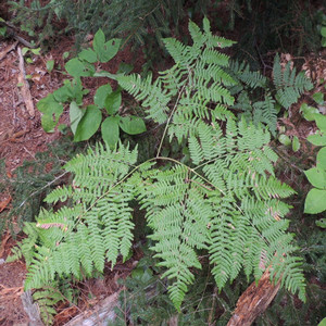Bracken Fern