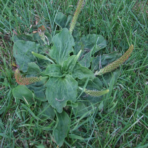 Broadleaf Plantain