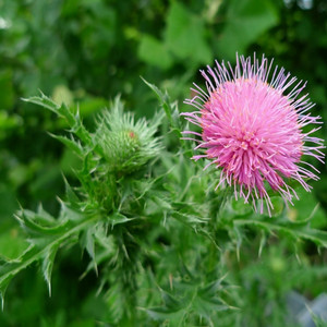 Bull thistle