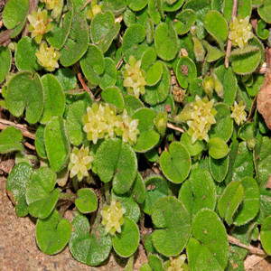 Carolina dichondra