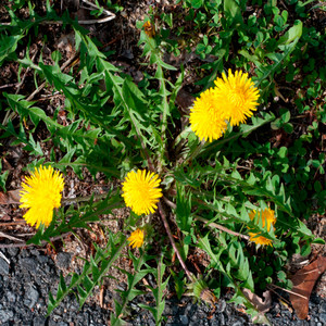 Common dandelion