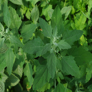 lambs quarters