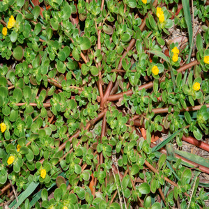 Common Purslane