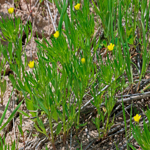 Corn Buttercup