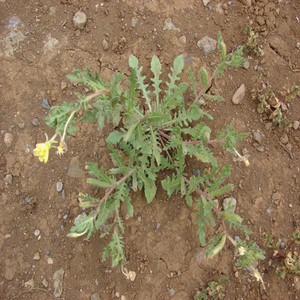 Cutleaf evening-primrose