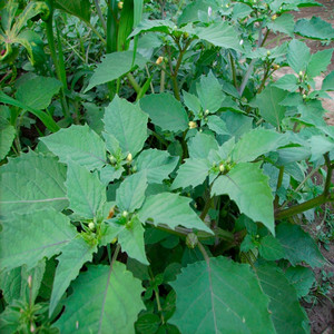 Cutleaf groundcherry