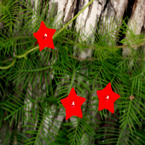 Cypressvine morningglory