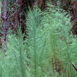 Dogfennel