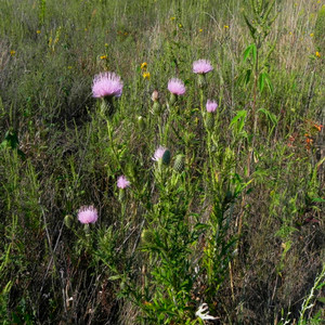Field thistle