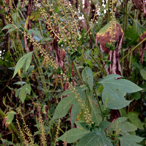 Giant ragweed
