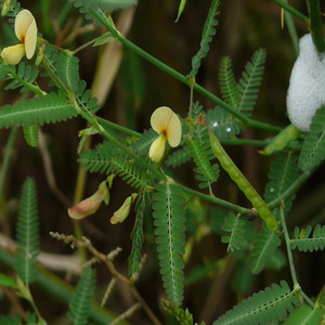 Indian jointvetch