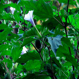Jimsonweed