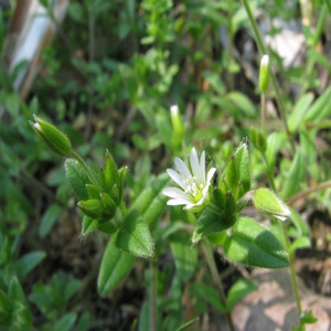 Mouseear Chickweed