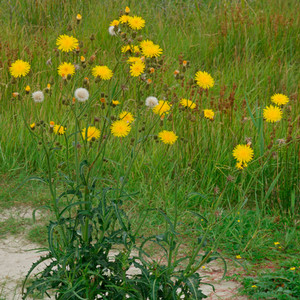 Perennial sowthistle