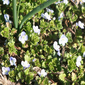 Persian Speedwell