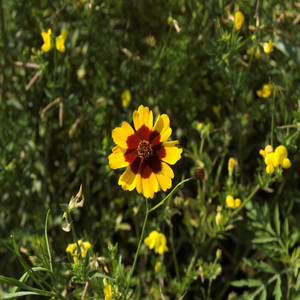Plains coreopsis