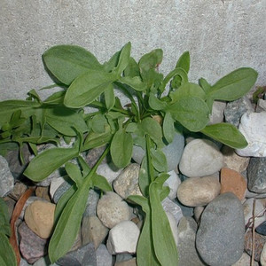 Red Sorrel