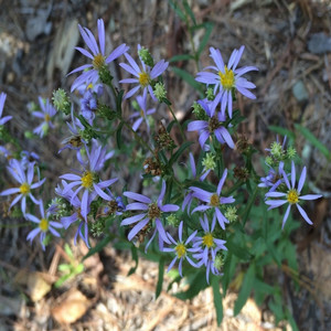 Slender aster