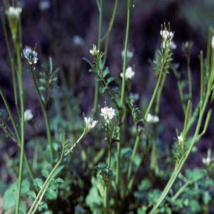 Smallflower bittercress