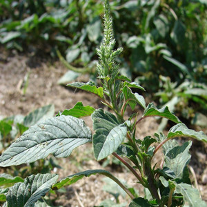 spiny amaranth