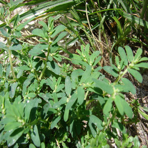 Spotted Spurge
