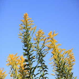 Tall goldenrod