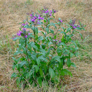 Tall ironweed