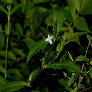 Virginia Buttonweed