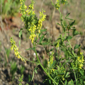 Yellow sweet clover