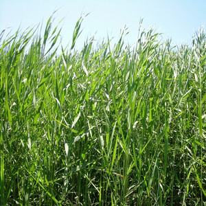 common reed